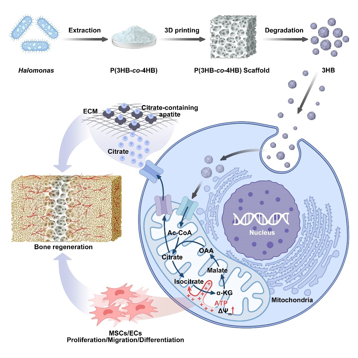 Trends in Biotechnology | 基於再生代謝微環境的適配MAM材料設計和研發轉化